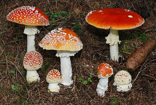 Controllo commestibilità funghi